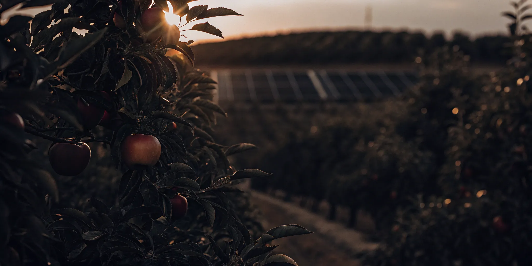 Restore Fund: A Deep Dive into Apple’s Climate Initiative
