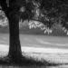Tree steadily growing in sunlight. Consistent investment returns for long-term financial growth.