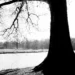 Secure wealth growth symbolized by a large tree rooted by a river.